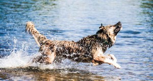 Hund in Donau