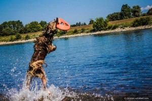 Hund springt in Donau